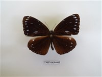 藏品(圓翅紫斑蝶)的圖片